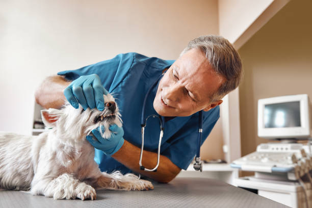 Best Weekend Emergency Dentist in Chadwicks, NY